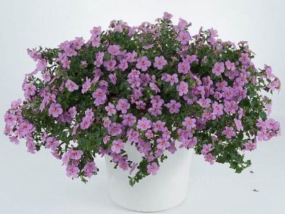 Бакопа Gulliver Pink (срезы/5шт)