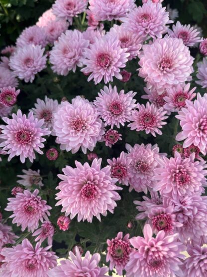 Хризантема мультифлора Branfountain Pink (0,3л)