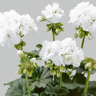 Пеларгония зональная Toscana Smart White (0,1л)