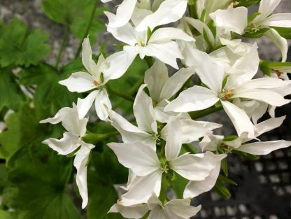 Пеларгония зональная Toscana Summer Twist White (0,1л) — изображение 2