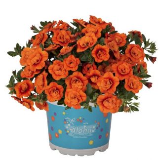 Калибрахоа Aloha Double Orange (0,1л)