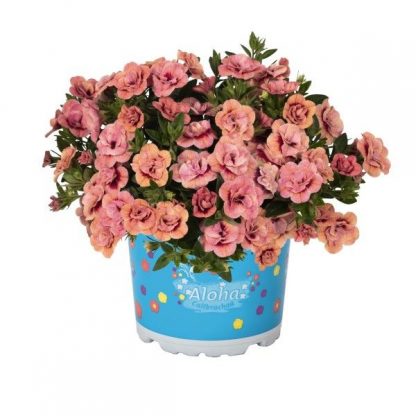 Калибрахоа махровая Aloha Double Apricot (0,5л)
