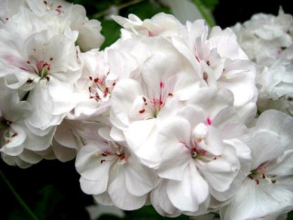 Пеларгония плющелистная PAC White Pearl (срез/1шт)