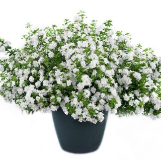 Бакопа Double Snowball White (0,1л)