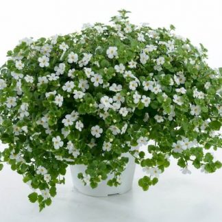 Бакопа Gulliver Dynamic White (0,1л)