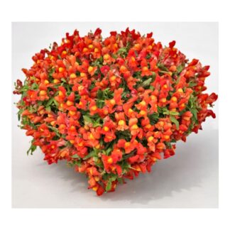 Антирринум (Львиный зев) Candy Showers Orange Ампельный (0,1л)