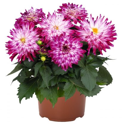 Георгины XXL Berry Blast (срез/3 шт)
