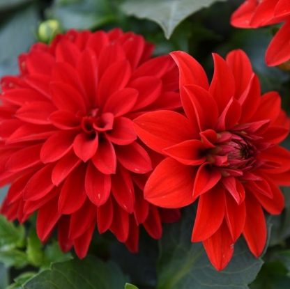 Георгины Hypnotica Red (0,1л) — изображение 2