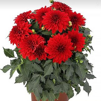 Георгины Hypnotica Red (0,1л)