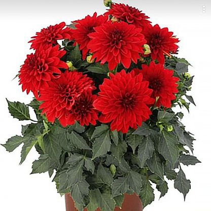 Георгины Hypnotica Red (0,1л)