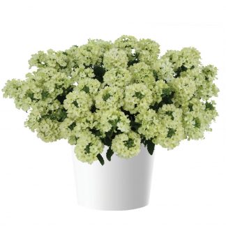Вербена Vanessa Compact Lime (0,1л)