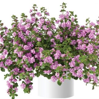 Бакопа Scopia Double Pink (0,1л)