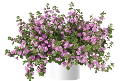 Бакопа Scopia Double Pink (0,1л)