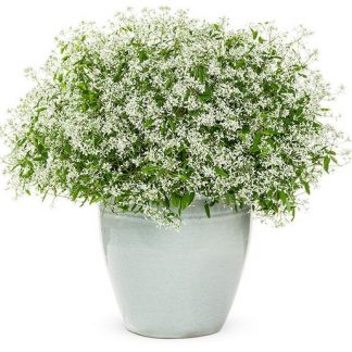 Эуфорбия Diamond Frost (0,1л)