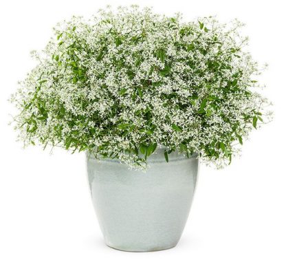 Эуфорбия Diamond Frost (0,1л)