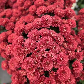 Хризантема мультифлора Meridian Cherry Red (0,1л)