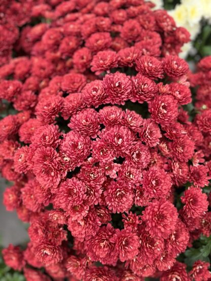 Хризантема мультифлора Meridian Cherry Red (срезы/3шт)