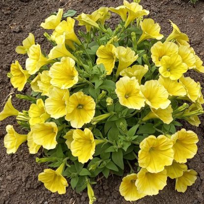 Петуния Surprise Canary Yellow (срезы/5шт) — изображение 2