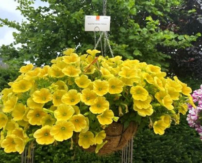 Петуния Surprise Canary Yellow (срезы/5шт)