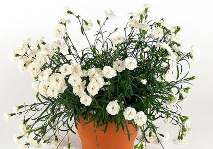 Гвоздика ампельная White (0,1л) — изображение 4