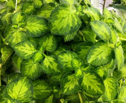 Плектрантус Golden Ruffles (0,5л)