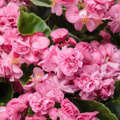 Бегония вечноцветущая Queen Double Pink (0,1л)
