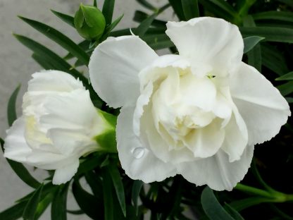 Гвоздика ампельная White (0,1л) — изображение 2