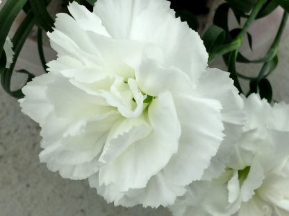 Гвоздика ампельная White (0,1л) — изображение 3