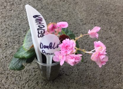 Бегония вечноцветущая Queen Double Pink (0,1л) — изображение 3