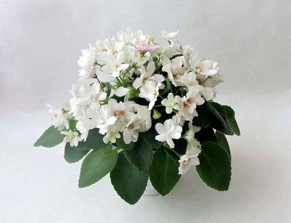 Фиалка РС-Пролески (Полумини трейлер) 0,1л