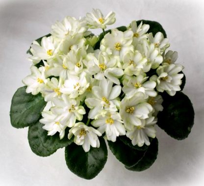 Фиалка Н-Вера (Полумини) 0,1л
