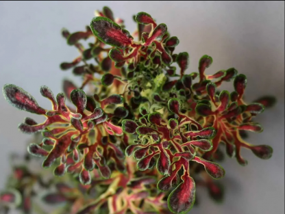 Колеус Marine Red Coral (срез/1шт)