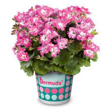 Пеларгония Королевская Bermuda Pink (0,1л)