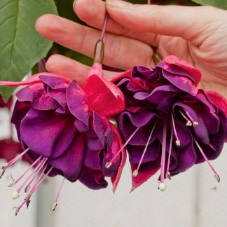 Фуксия Marbeller Double Magenta Purple (0,1л)