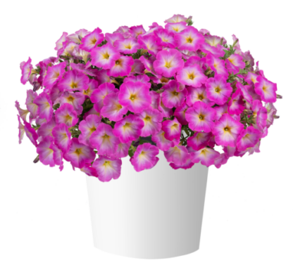 Петуния Cascadias Fantasy Hot Pink Imp. (0,1л) НОВИНКА2025