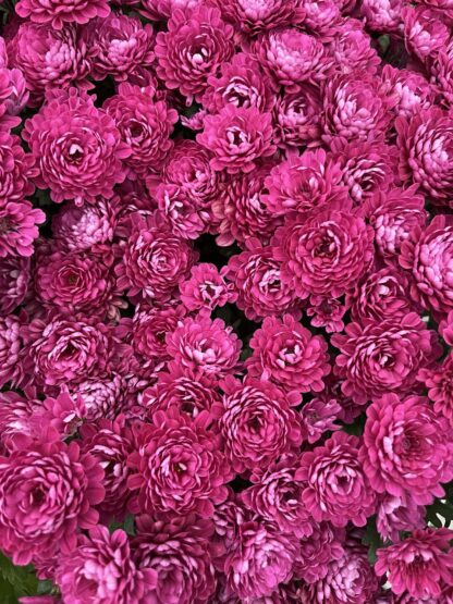 Хризантема мультифлора Meridian Cherry Purple (срезы 3 шт)