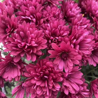 Хризантема мультифлора Elated Purple (0,1л)