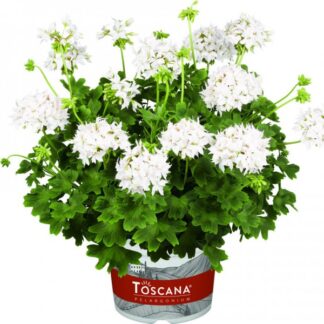 Пеларгония зональная Toscana Summer Twist White (0,1л)
