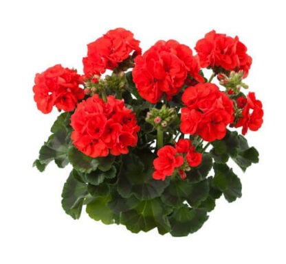Пеларгония зональная Trend Emilia Orange (0,1л)