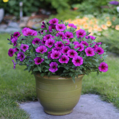 Петуния Петхоа BeautiCal Purple Dawn (0,1л)