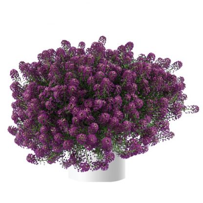 Алиссум Stream Purple (0,1л)