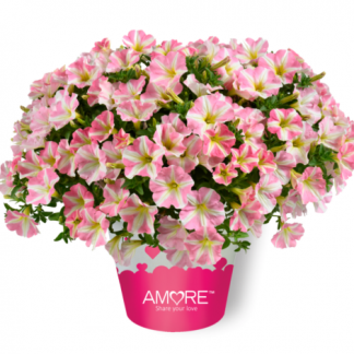 2024 Петуния Amore Princess Pink (0,1л)