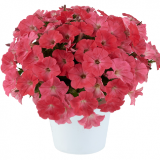 Петуния Capella Coral (0,1л)
