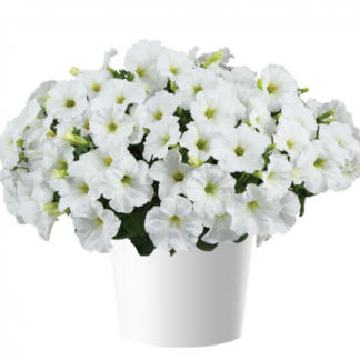 Петуния Capella White (срезы/5шт)
