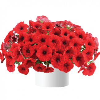 Петуния Cascadias Chili Red (0,1л)