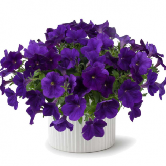 Петуния Cascadias Indigo (0,1л)