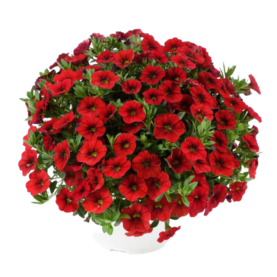 Калибрахоа Colibri Bright Red (срезы/5шт)