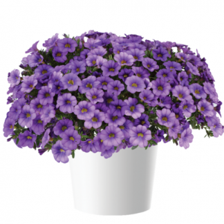 Калибрахоа Colibri Dark Lavender (срезы/5шт)