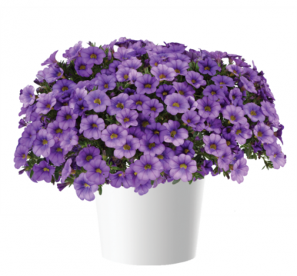 Калибрахоа Colibri Dark Lavender (срезы/5шт)