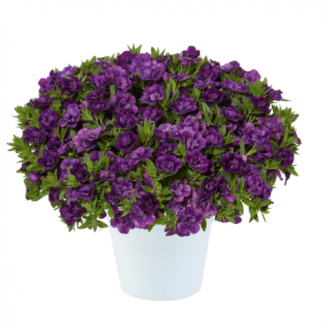 Калибрахоа Colibri Double Deep Purple (срезы/5шт)